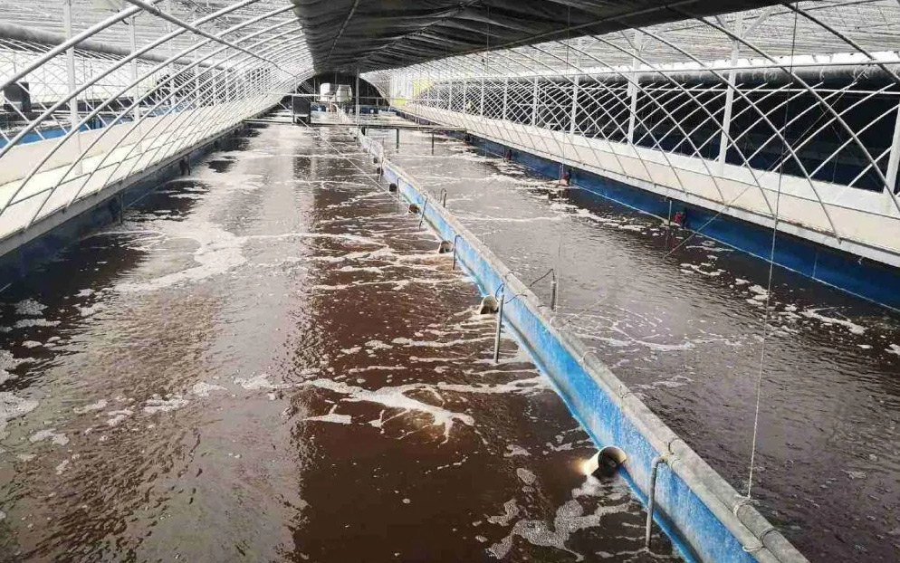 （圖：屠宰場(chǎng)污水起泡）